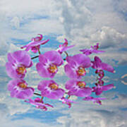 Orchid Sky Poster