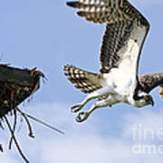 Osprey Flying From Nest Poster