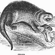 Otter, 1873 Poster