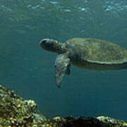 Pacific Green Sea Turtle Chelonia Mydas Poster