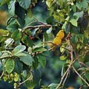 Pair Of Saffron Finches Poster