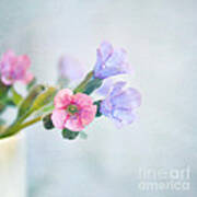 Pale Pink And Purple Pulmonaria Flowers Poster
