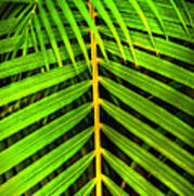 Palm Frond Poster