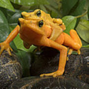 Panamanian Golden Frog Amplexus Poster
