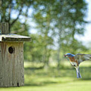 Papa Bluebird Bringing Supper Home Poster