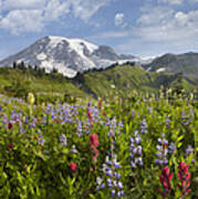 Paradise Meadow And Mount Rainier Mount Poster