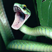 Parrot Snake Leptophis Ahaetulla Poster