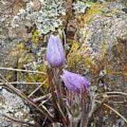 Pasque Flowers Poster