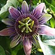 Passion Flower 2 Poster