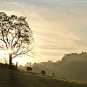 Pasture Sunrise Poster