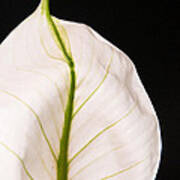 Peace Lily Veins Poster
