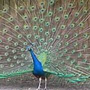 Peacock Finery On Display Poster