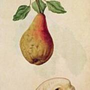 Pear   Pyrus Communis Poster