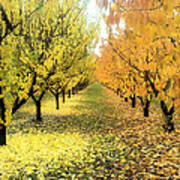 Pear Orchard In Fall Poster