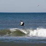 Pelican Wave Surfer Poster