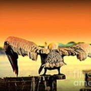 Pelicans Flight Into Sunset Poster