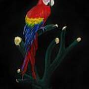 Perched Macaw Poster