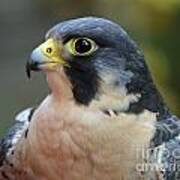 Peregrine Falcon Poster