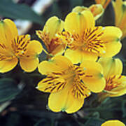 Peruvian Lily (alstroemeria 'jive') Poster