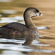 Pied Billed Grebe In Breeding Plumage Poster
