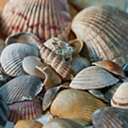 Pile Of Seashells Poster