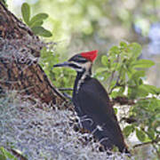 Pileated In The Moss Poster