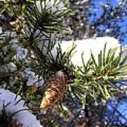 Pine Cone In Winter Poster