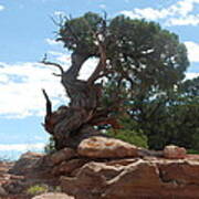 Pine Tree By The Canyon Poster