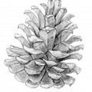 Pinecone In Black And White Poster