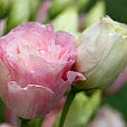 Pink And White Lisianthus Poster