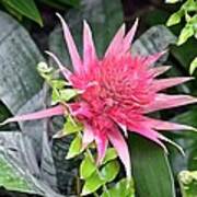 Pink Bromeliad Poster