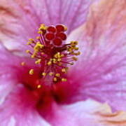 Pink Inflorescence Hibiscus Floret Poster