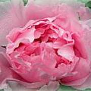 Pink Peony Explosion Poster