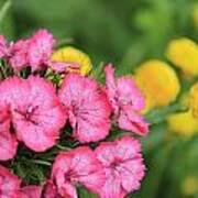 Pink Phlox And Yellow Buttons Poster