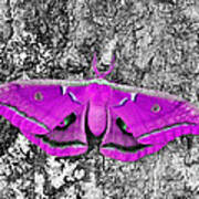 Pink Polyphemus Poster