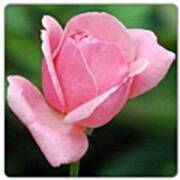 Pink Rose  #flowersonly #flowerchaser Poster