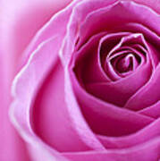 Pink Rose Poster