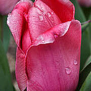 Pink Tulip In The Rain Poster