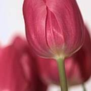 Pink Tullips Poster