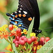 Pipevine Swallowtail Too Poster