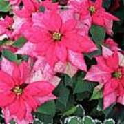 Poinsettia Beauty Poster