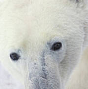 Polar Bear Ursus Maritimus Close-up Poster