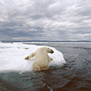 Polar Bear Ursus Maritimus Hauling Poster