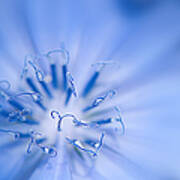 Pollination  Blue Chicory Poster