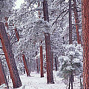 Ponderosa Pine Trees With Snow Grand Poster