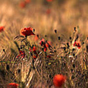 Poppies In A Field Poster