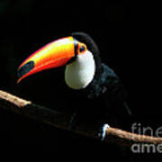 Portrait Of A Toco Toucan Poster