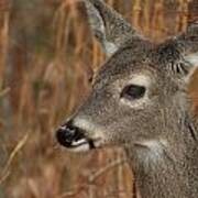 Portrait Of  Browsing Deer Poster