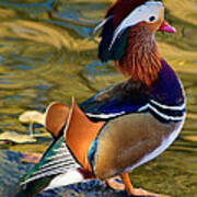 Posing Mandarin Drake Poster