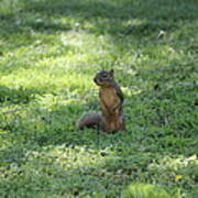 Posing Squirrel Poster